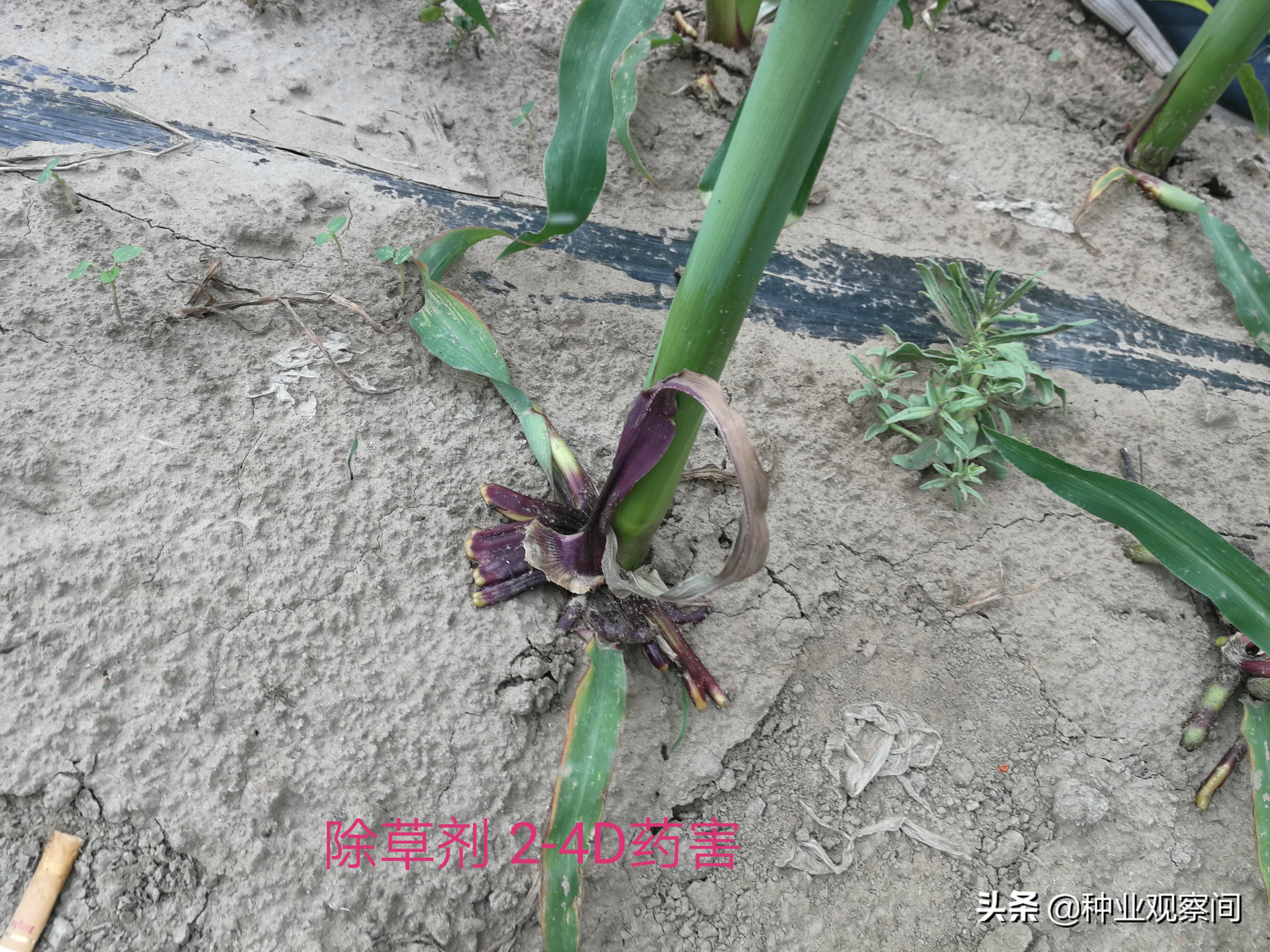 玉米苗心叶扭曲病怎么治,怎样解除玉米除草剂对下茬的药害