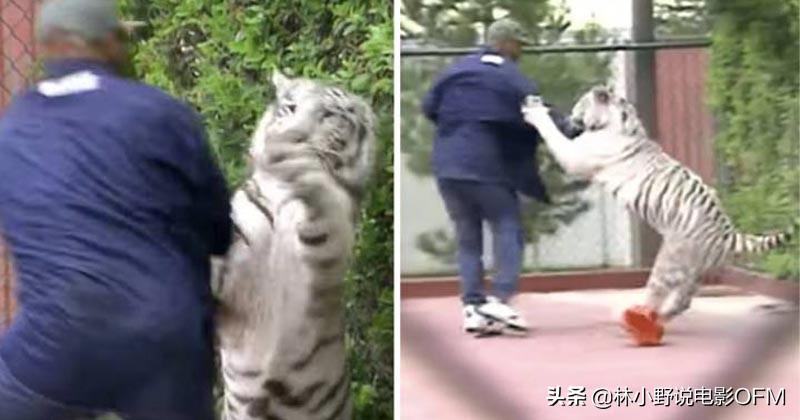 尼古拉斯凯奇凶宅,盘点尼古拉斯凯奇名场面