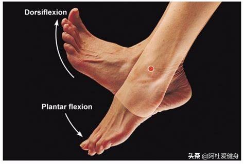 深蹲为什么要脚尖朝前,深蹲翘脚尖是什么原因