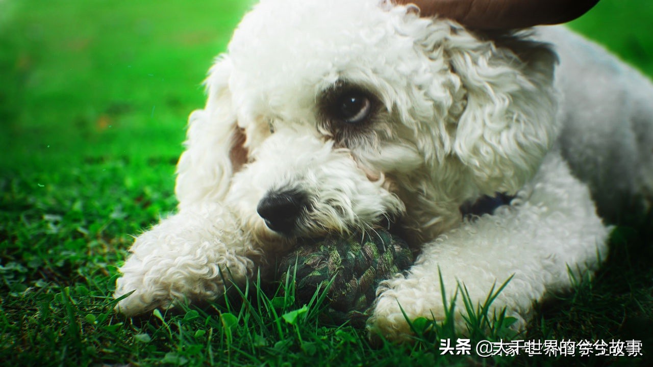 怀孕期间狗狗需要注意什么,孕妇能接触狗狗吗注意事项