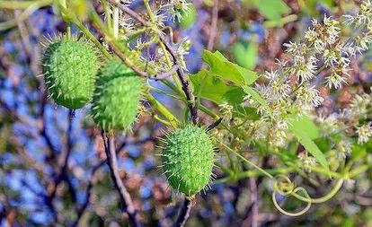 各种蔬菜水果祖先的样子,各种蔬菜祖先