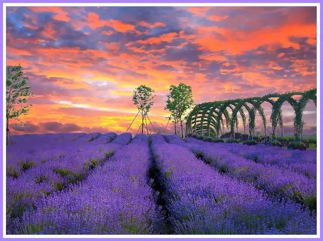 魔都赏花旅游攻略,魔都春季赏花好地方