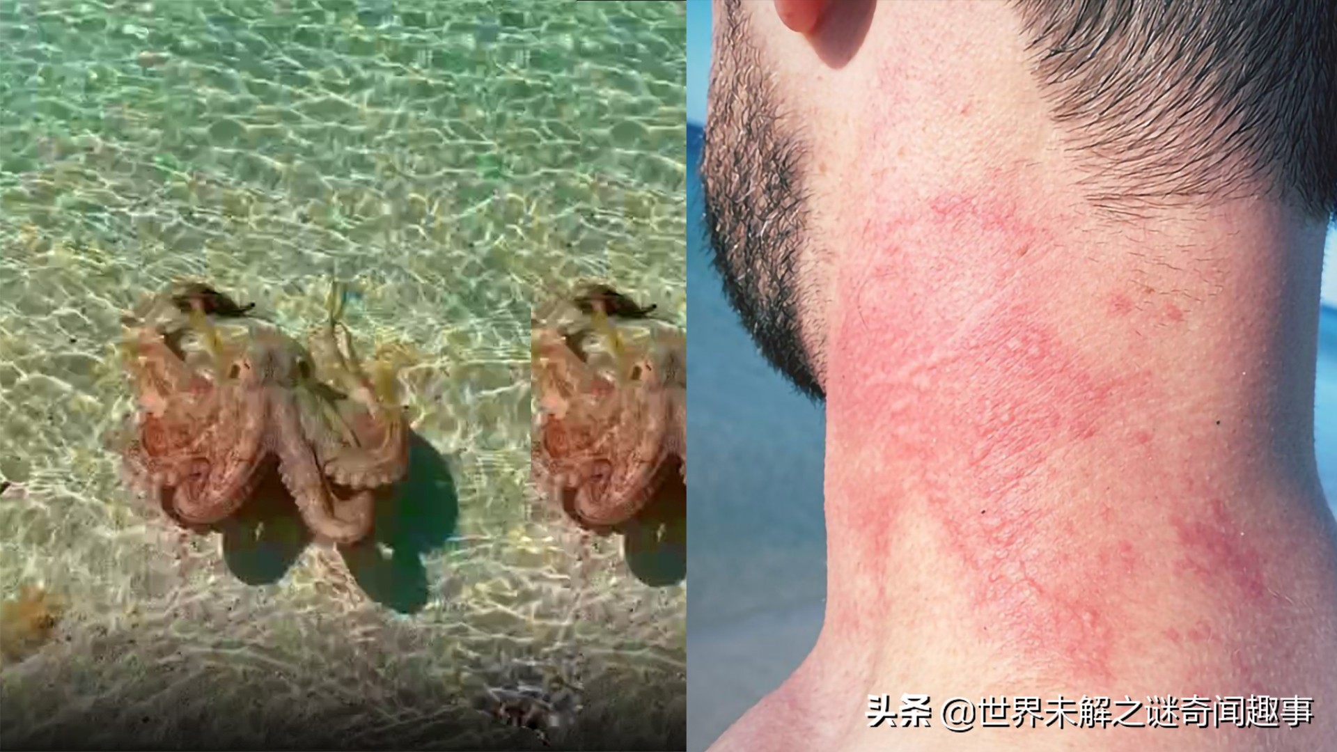 动物智商未来能超越人类吗,如果动物智商超过了人类会怎么样