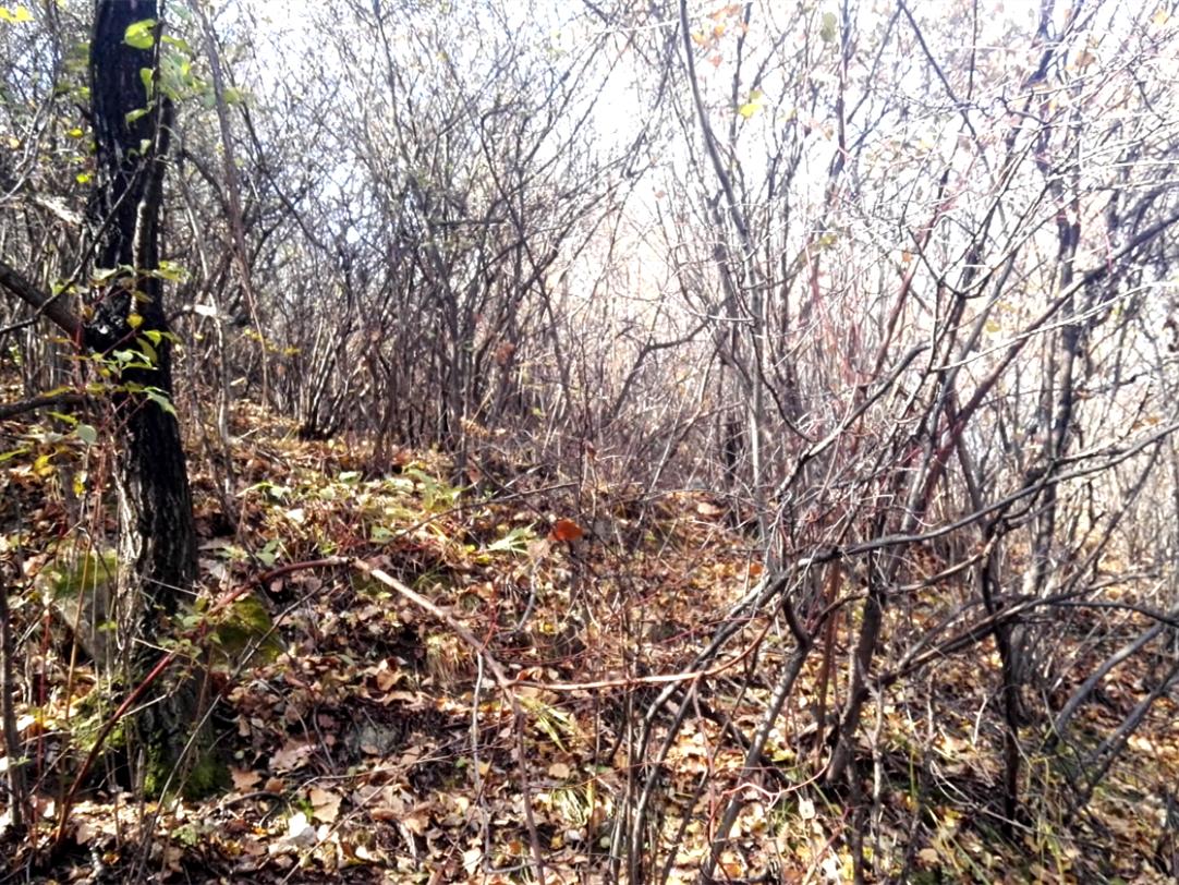 树种起源,次生林起源的特点