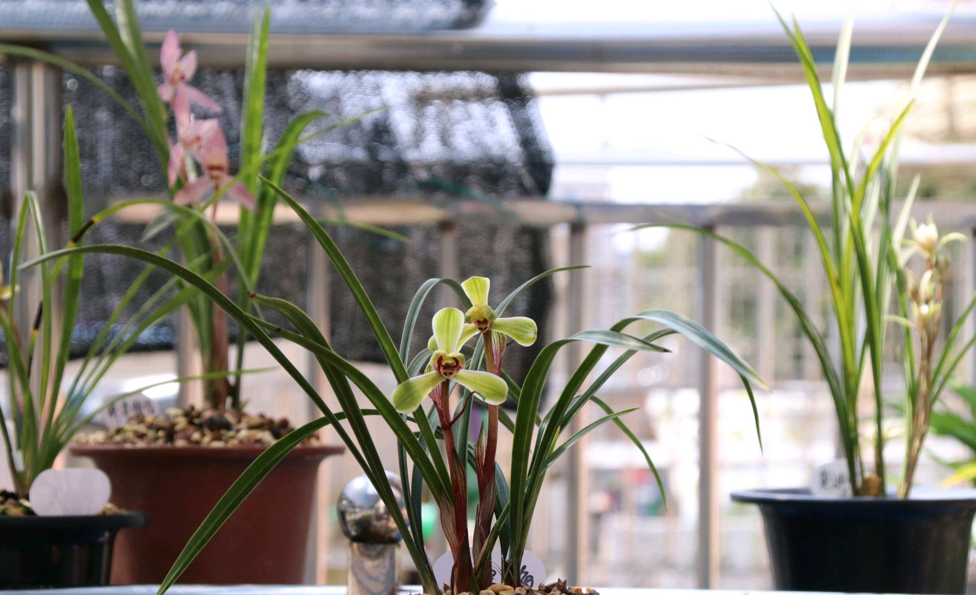 春兰怎么养才能开花多开花不断,春兰怎么养株型好看