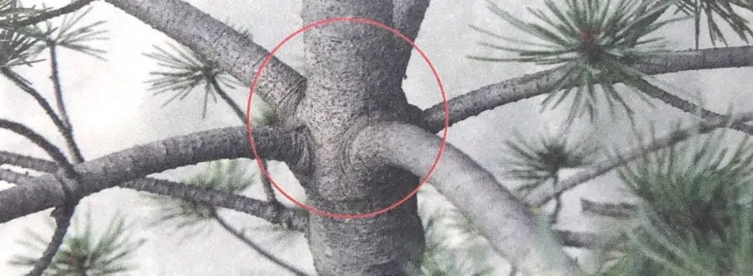 盆景修剪入门视频教程,盆景一级枝修剪方法技巧