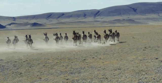 炸裂！全球唯一合法资质进入羌塘，一起去实现人生终极越野梦