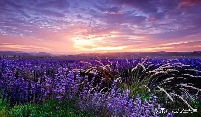 大“疫”灭清，天津2020赏花地图上线！