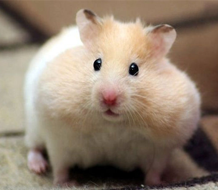 仓鼠贪吃是本性，除此之外吞噬能力与颜值远超噬元兽