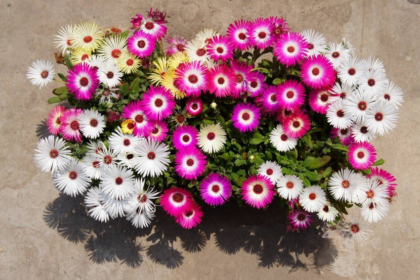 彩虹花盆栽,好养的阳台开花花卉