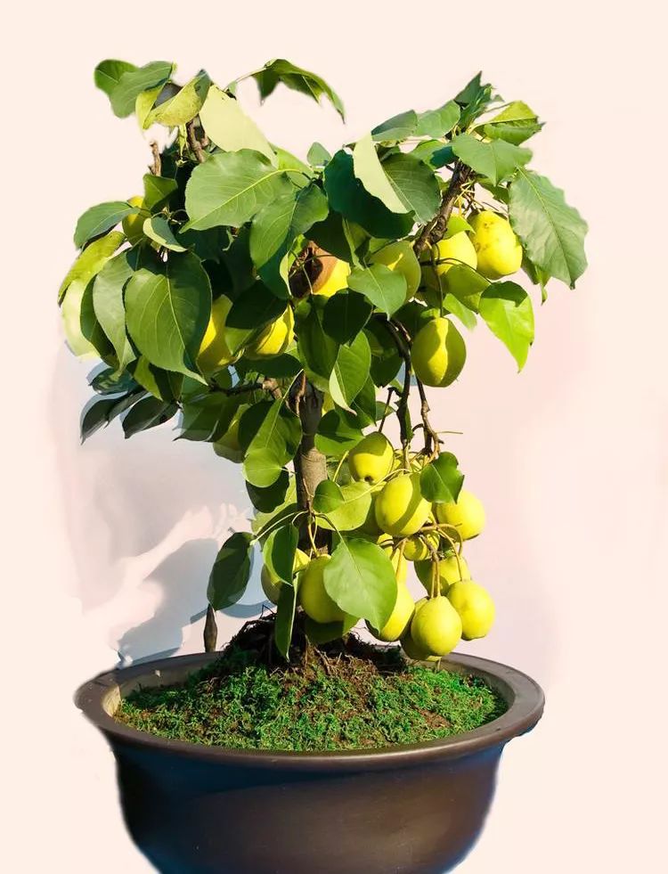 梨树盆景的寓意,梨树盆景大全欣赏