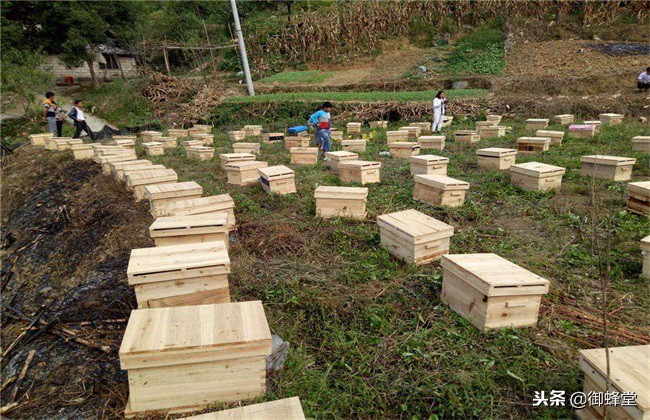 怎样才能养好蜜蜂和繁育蜂王,怎样才能养好蜜蜂视频
