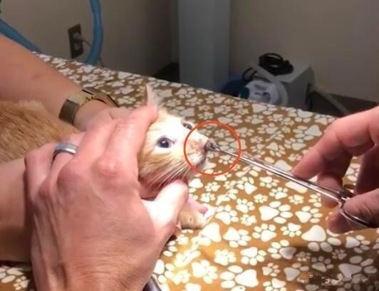 金毛幼犬身上长了小肉球,金毛长了一个外挂的肉疙瘩