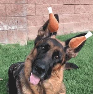 德国牧羊犬凶悍,德国牧羊犬高大威猛