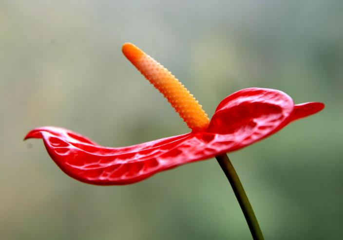 南山老人,南山老人家