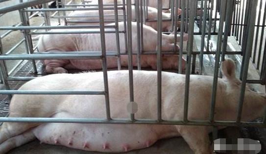 母猪舍怎么建便宜好用,母猪舍建造