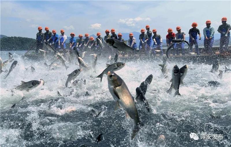 胖头鱼有一百多斤的吗,胖头鱼活蹦乱跳的视频
