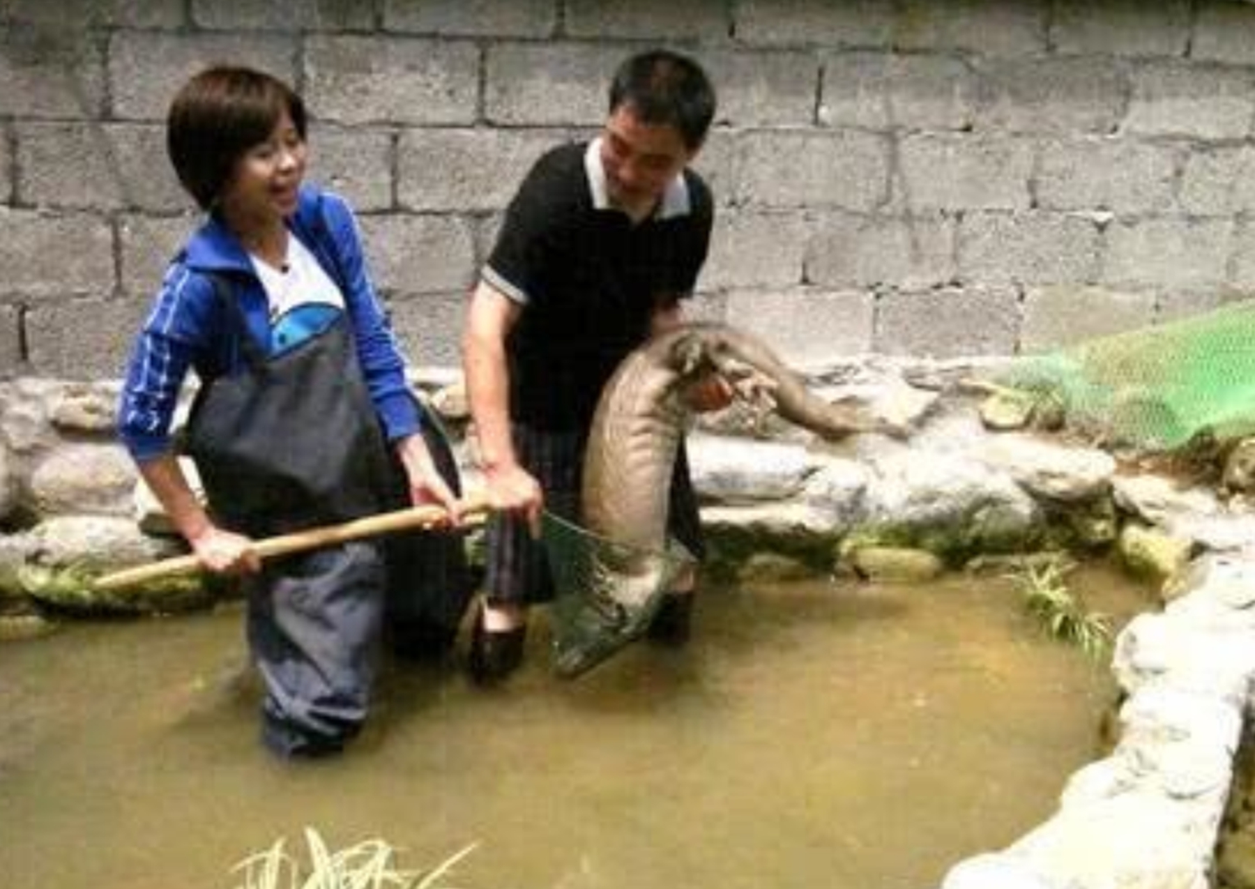 ​又是一条“致负经”，农村大叔被忽悠养娃娃鱼，一夜赔光血汗钱