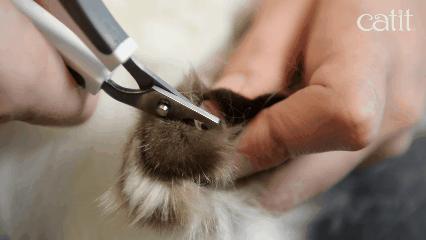 猫咪总挠耳朵痒怎么办,猫咪老是痒挠下巴怎么办