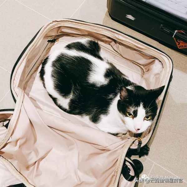 非常好看的宠物包,大家的包都带什么玩偶