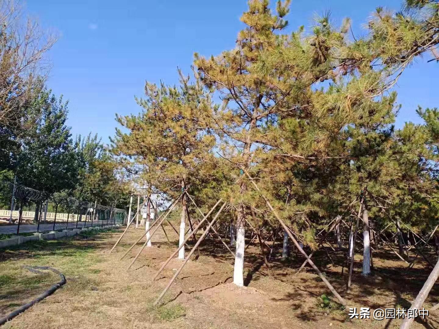 松树针叶发软下垂什么原因,松树针叶枯黄怎么处理