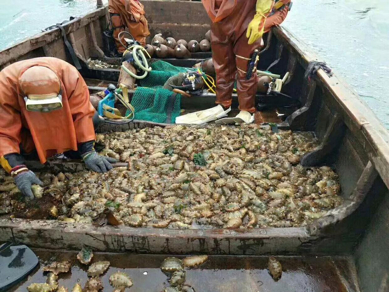 揭开神秘海洋生物世界,揭开神秘的面纱