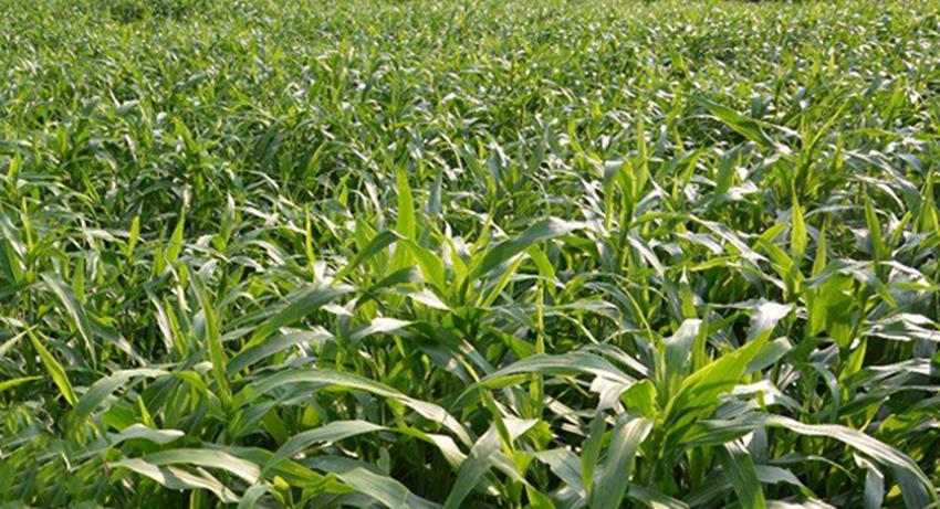 四种农业,种地种什么农作物比较好