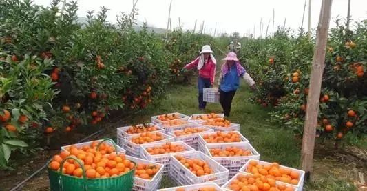 家里没有沃柑，不准娶我女儿？沃柑到底是有多赚钱？