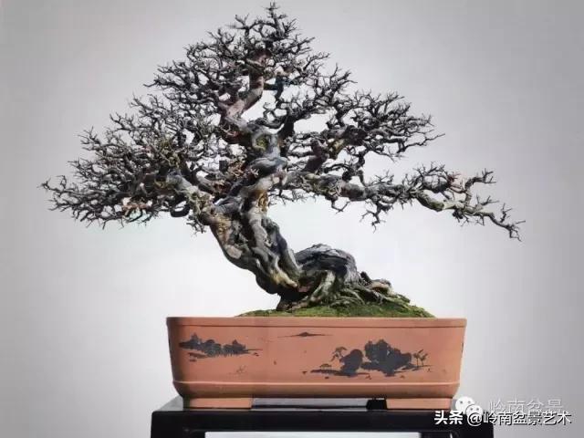 大树型雀梅造型,雀梅盆景怎么养才能爆盆