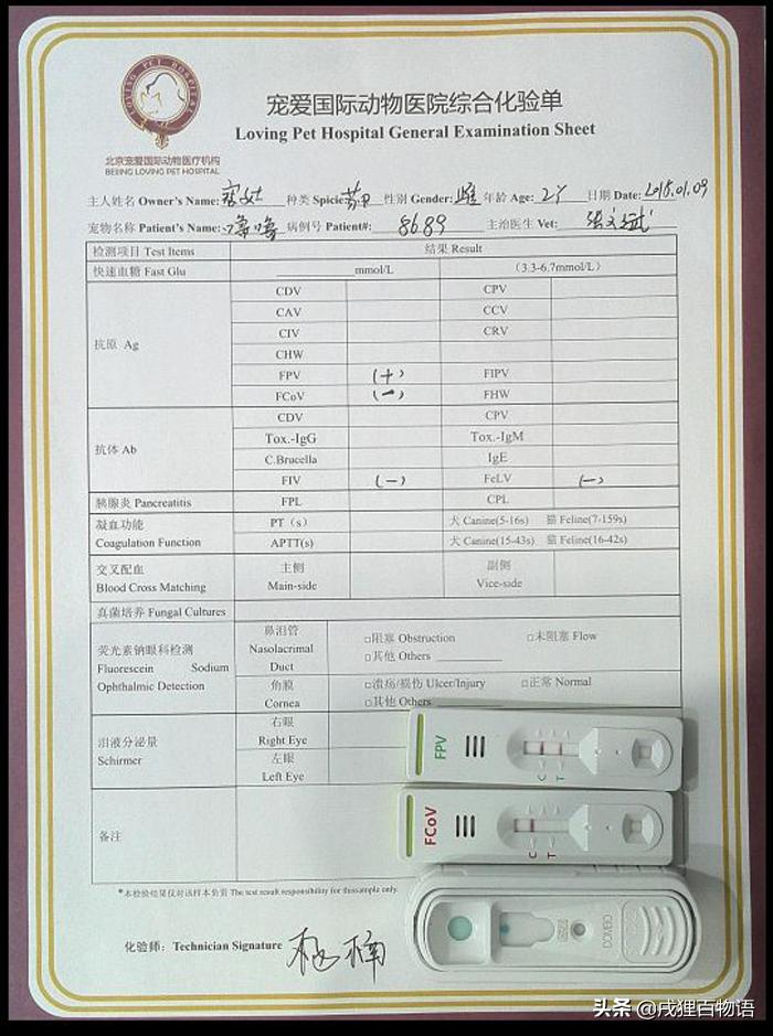 猫咪得了猫瘟如何治愈,猫咪得了猫瘟怎么帮助它挺过去