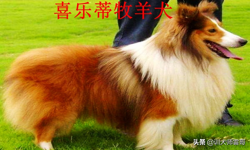 什么品种的牧羊犬最听主人的话,不常见的牧羊犬