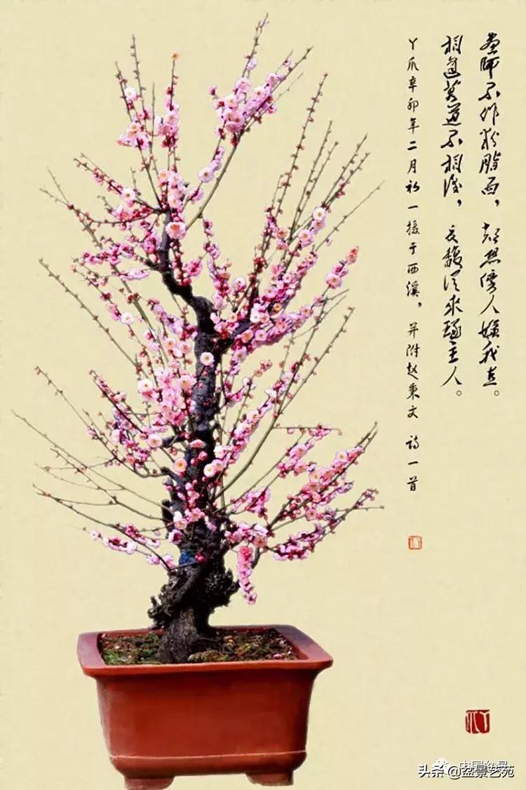 赏梅花十首最好的诗,最经典的梅花十绝