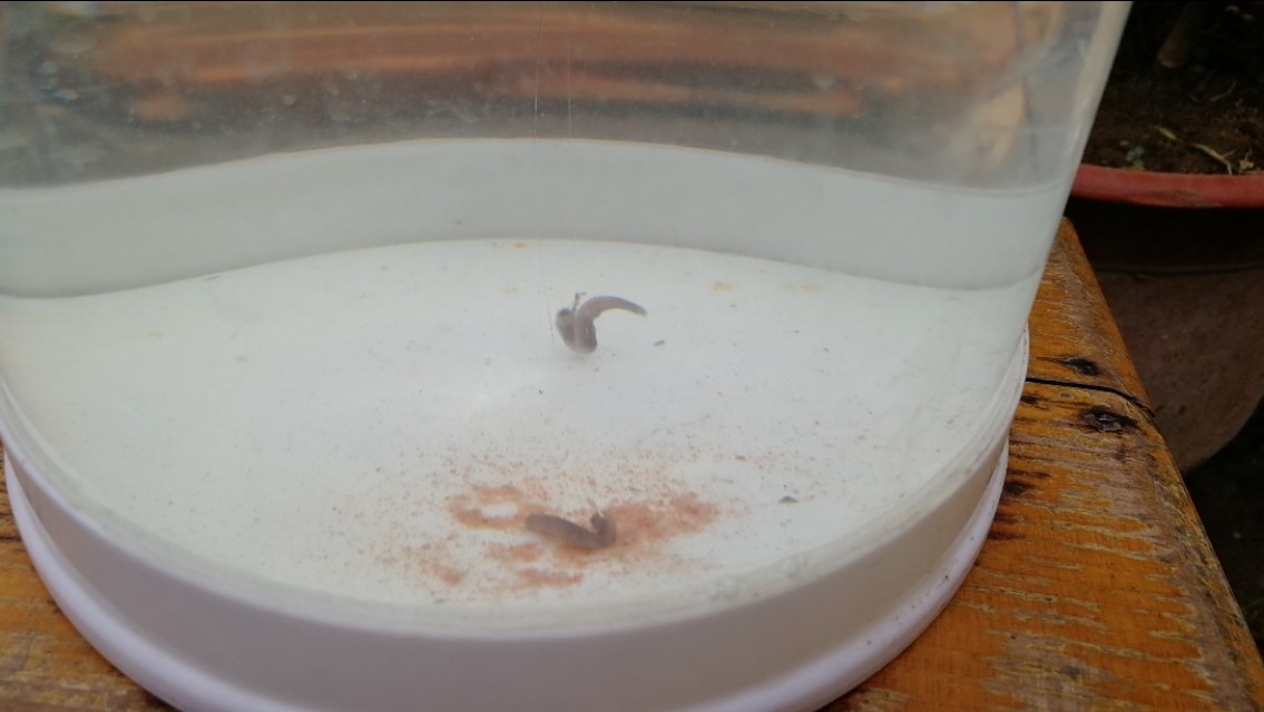 天气冷鱼口轻怎么调漂,新手钓友看完也能会的调漂技巧