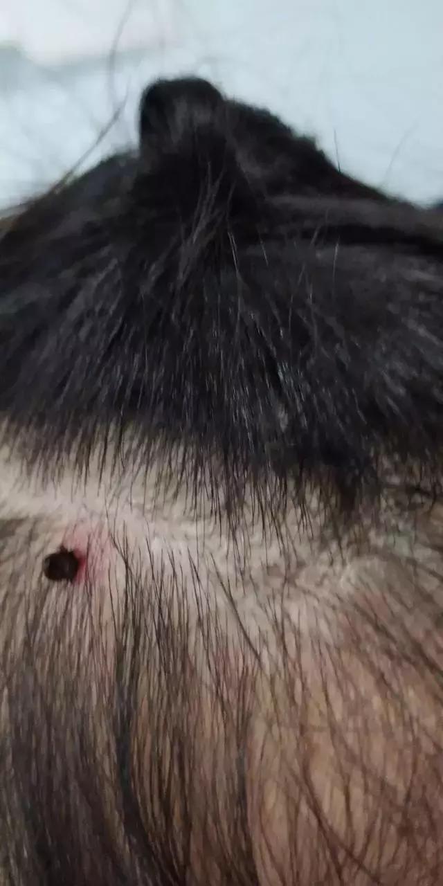 蜱虫在猪身上有什么危害,蜱虫的危害用什么药能除