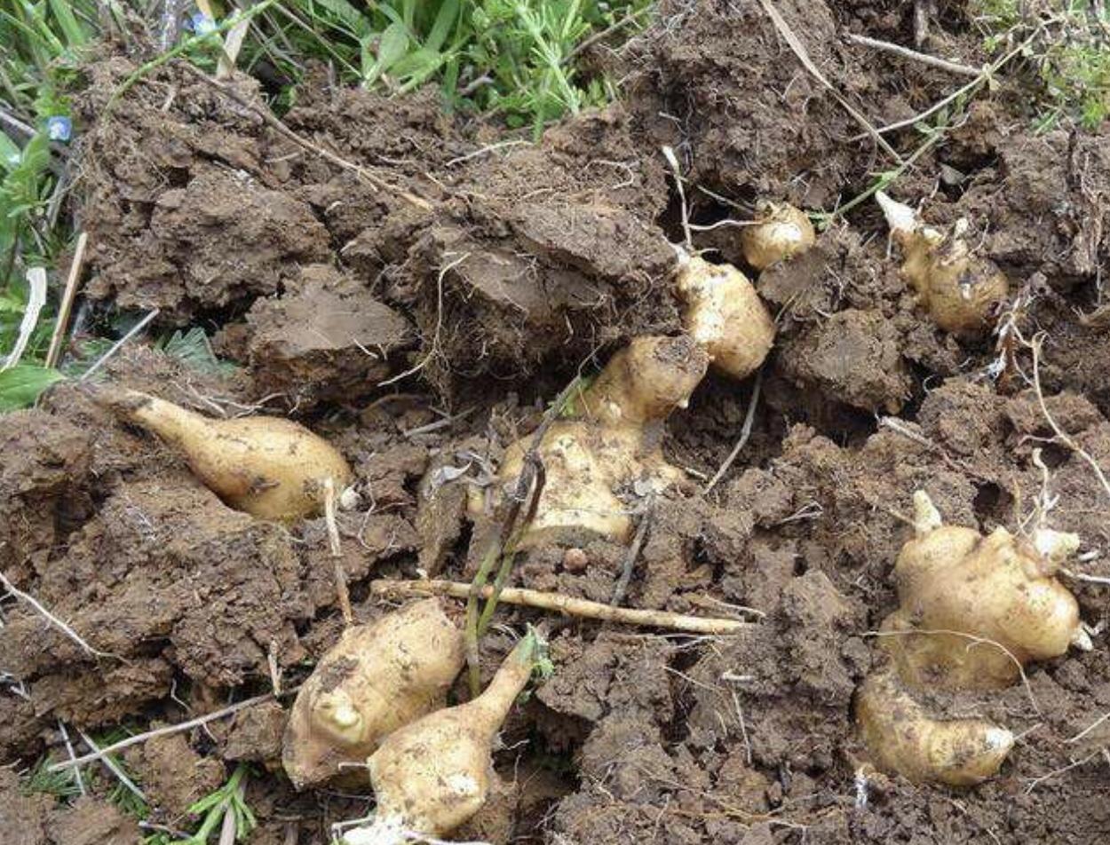 有“1种草”株型小，被称为“洋姜”，在山上常被挖走，价值高