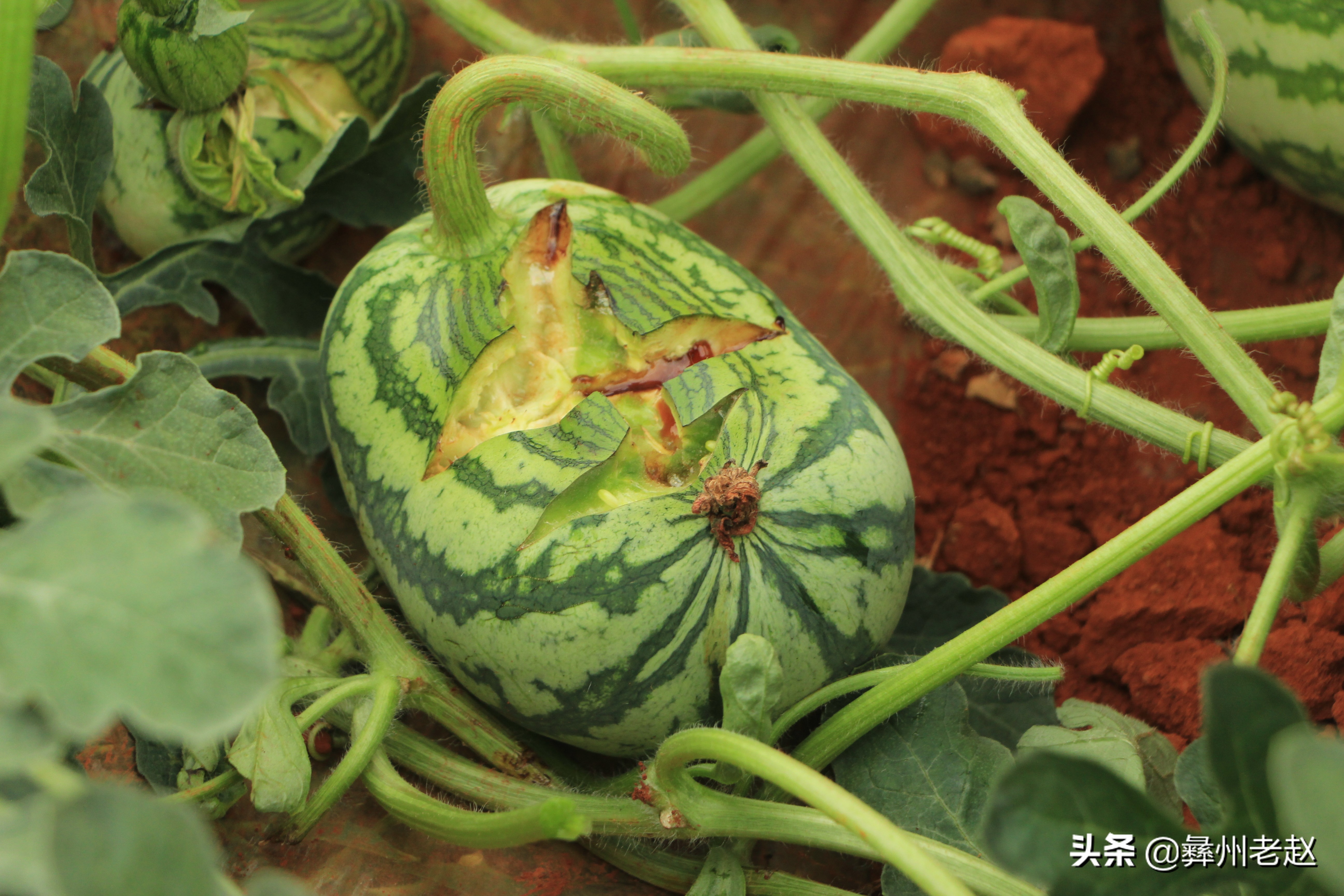 大棚西瓜不膨大怎么回事,大棚西瓜第一次膨瓜肥用什么