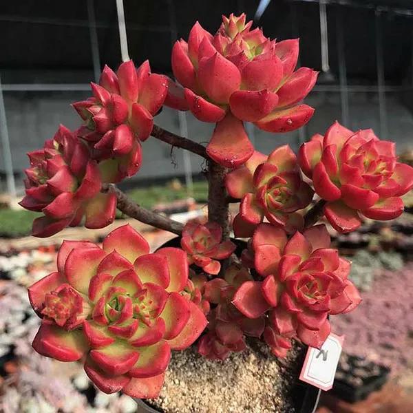 家里不养开花的植物,家里不养带刺的花