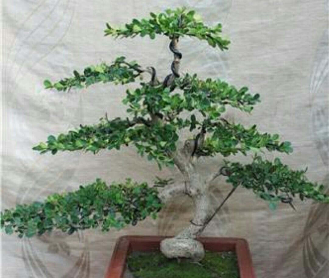 盆景造型的蟠扎弯曲方法图解,盆景漂亮的根是怎么做出来的