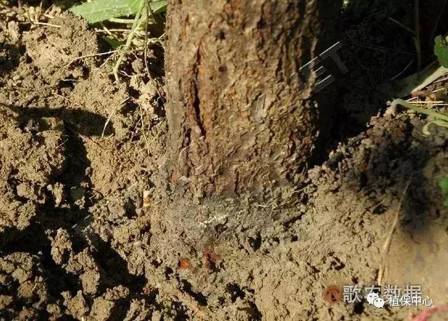 几种果树根部病害的症状识别与防治