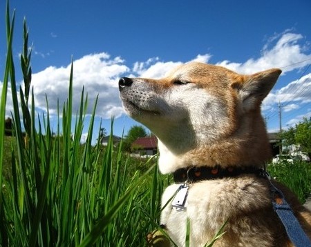 狗狗第一次洗澡的注意事项,狗狗洗澡注意事项和禁忌