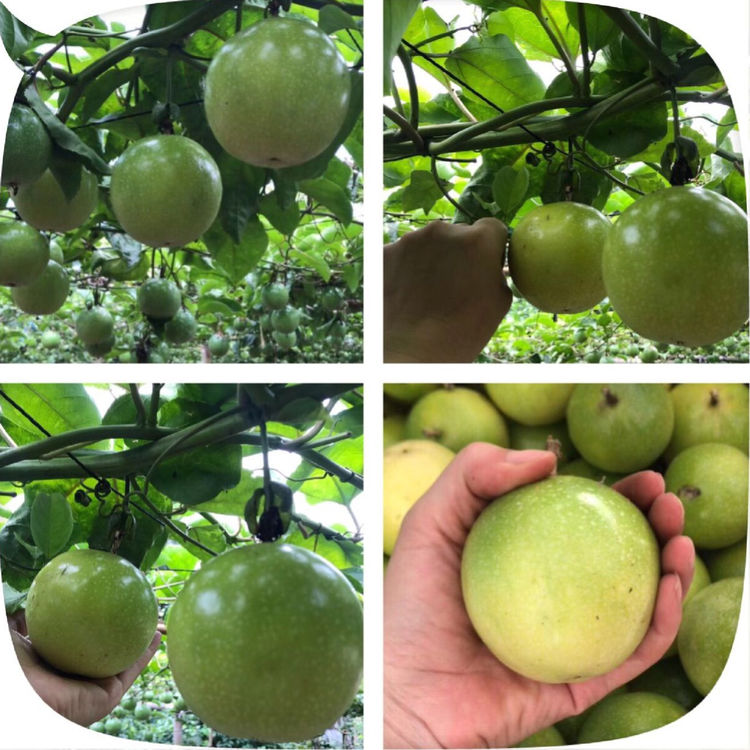 延平黄金百香果香甜多汁致富福果｜福建省【全国名特优新农产品】