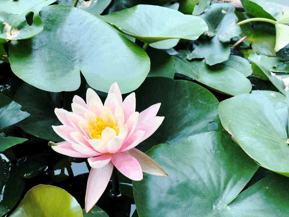 吃货夫妻结婚2周年，去成都逛吃逛吃，3天花了5600元~