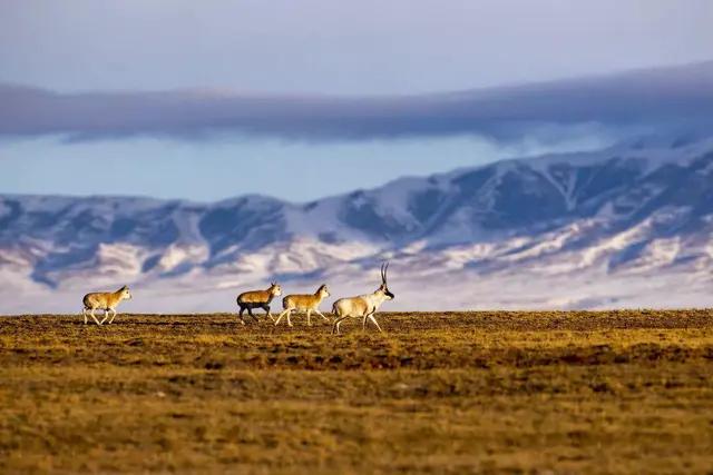 西藏可可西里无人区为什么可怕,可可西里藏北无人区
