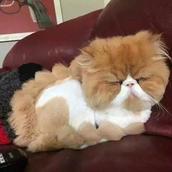 夏季猫咪吃什么,夏季猫咪用什么垫子好