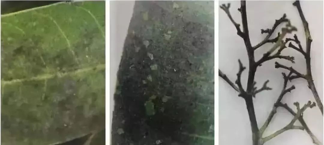 煤烟病防治配方,煤烟病最简单的防治方法