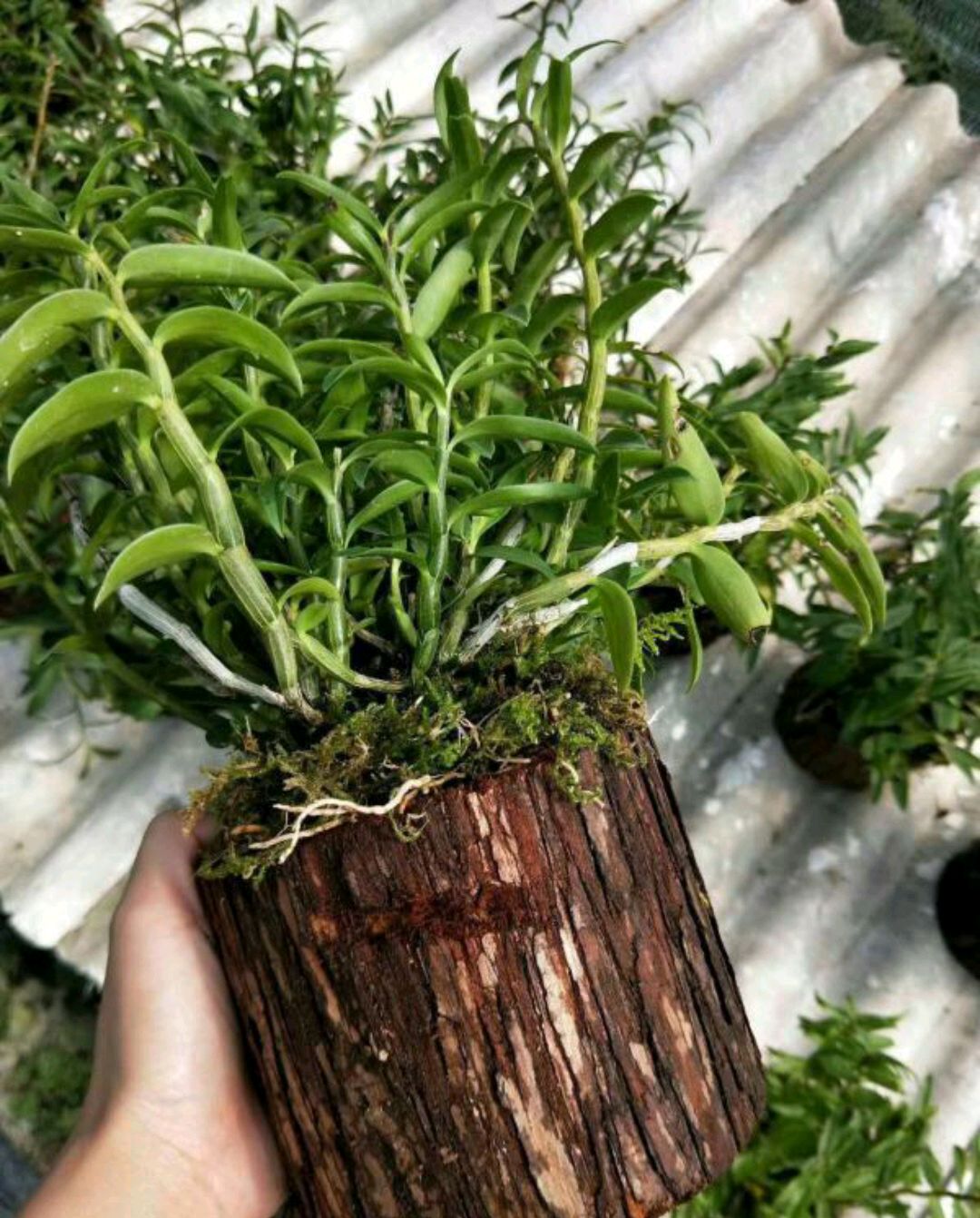 净化空气而且对身体好的花,净化空气对人身体有益的花