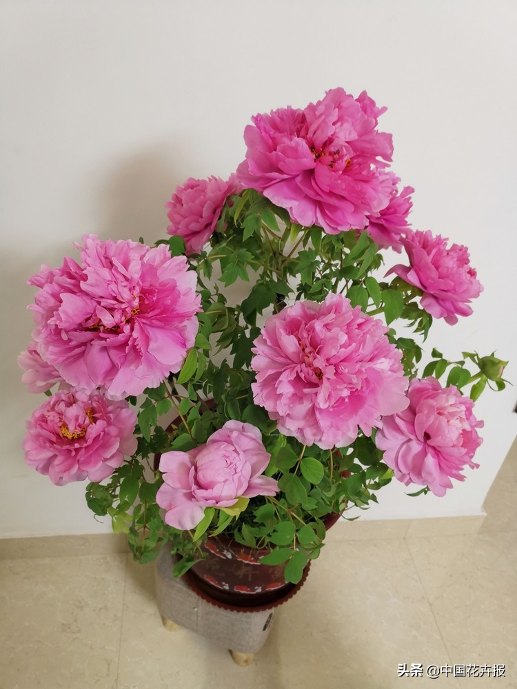 花的名字好听又有内涵,什么花名字好听又好看