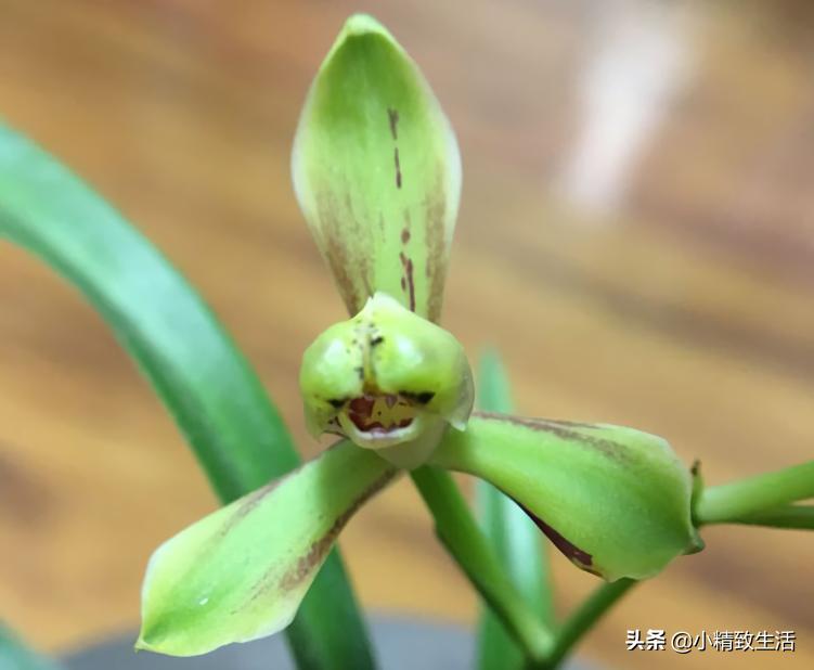 兰花常见五种病害及推荐用药,天气越来越热怎么预防兰花病害