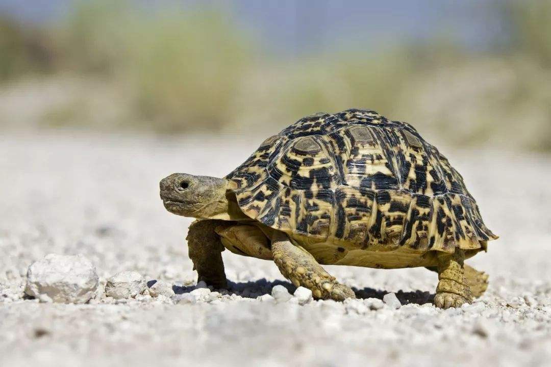 小宠物无异味推荐便宜好养,什么观赏鱼好养耐活便宜