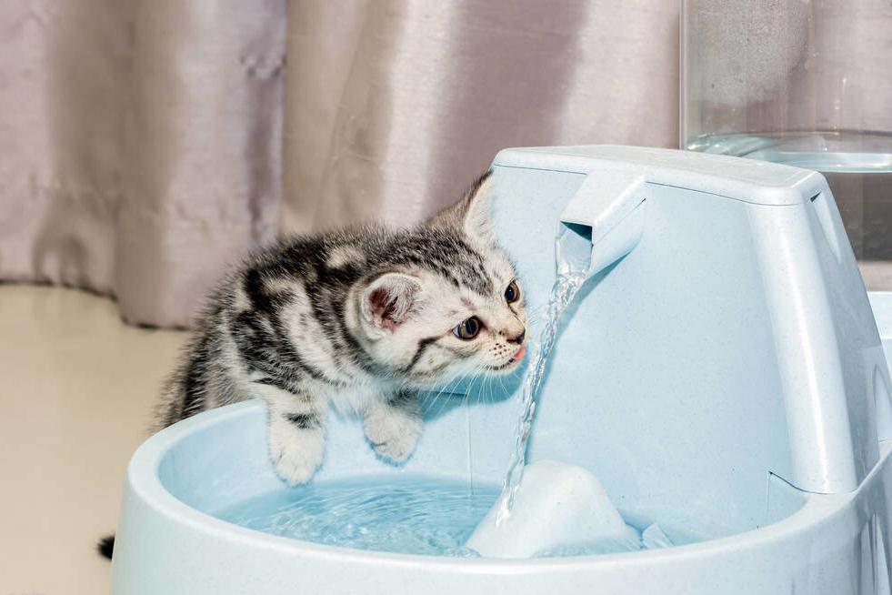 猫咪会因为天气变化不爱喝水吗,猫咪不爱喝水可以用针管喂吗